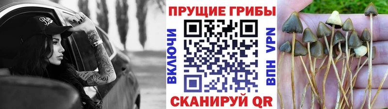 Галлюциногенные грибы мицелий  Порхов 